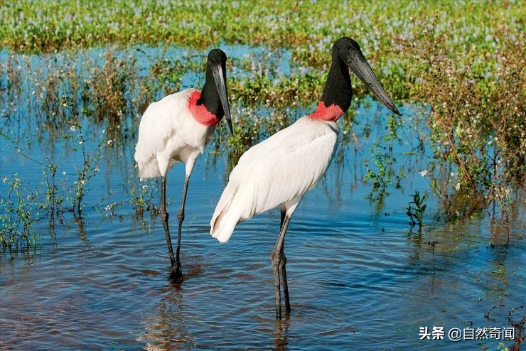 亚马逊十大凶猛植物,巴西亚马逊热带雨林动植物