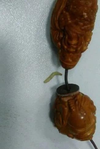 金刚生虫子怎么办,金刚中有恶心的虫子