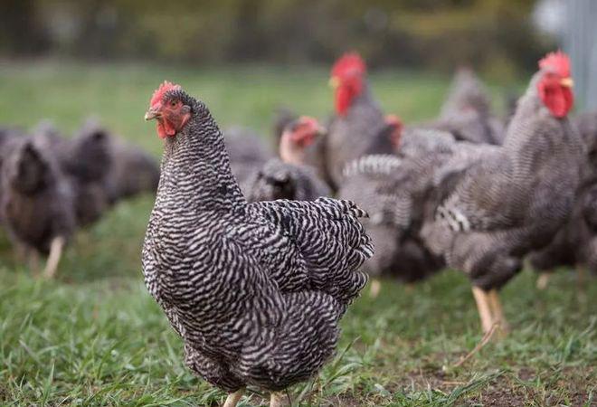 芦花鸡的最好养殖方法,芦花鸡的饲养价值高吗