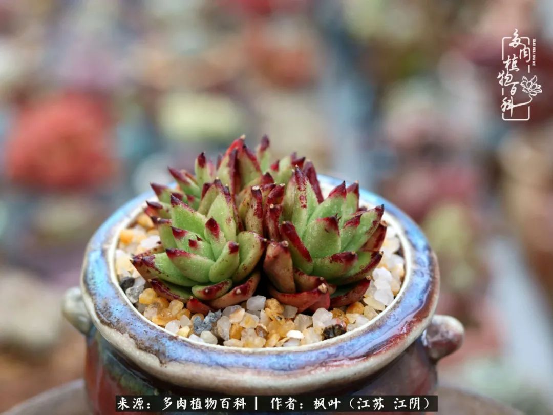 春有约，花不误，多肉与春天有个约会