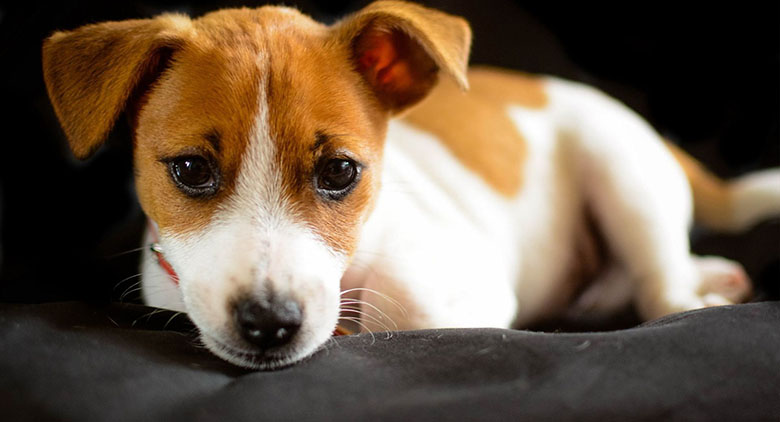 狗狗老是咔咔是怎么了,狗狗老是啃主人的手要制止吗