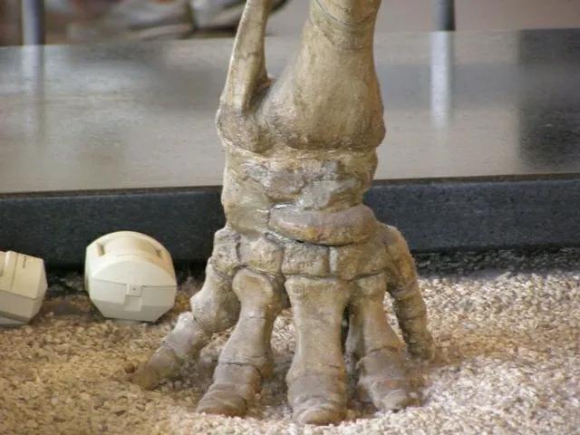 大象长高,大象怎么长高的