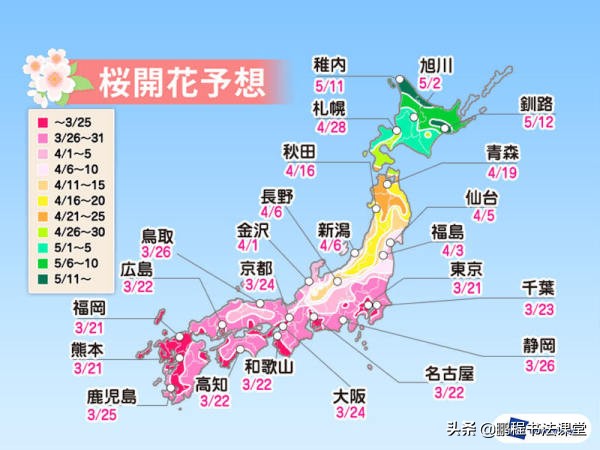 户外旅游看樱花,赏花赏樱花