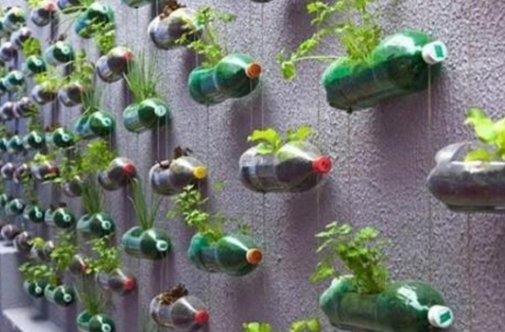塑料瓶养花种菜,阳台用瓶子养花种菜