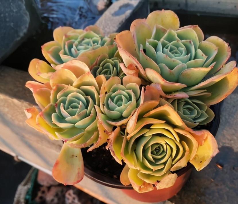 冬天太冷如何养多肉花卉,冬天天冷绿植不能浇水怎么办