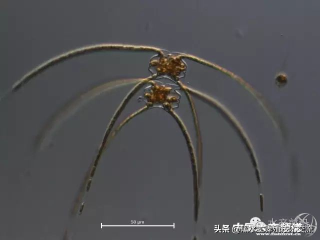 水产藻类大全图片,水产藻类知识大全