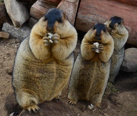 土拨鼠有什么病菌,土拨鼠携带致命鼠疫