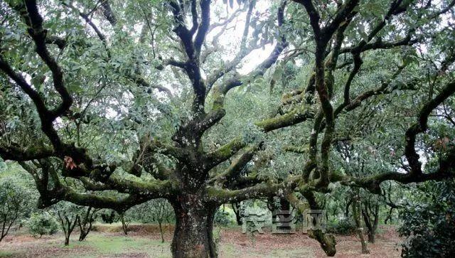 中国荔枝看茂名，茂名荔枝看高州