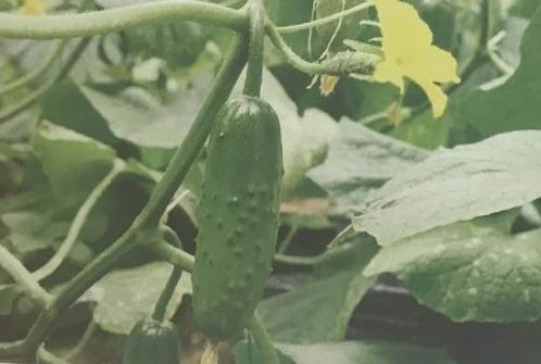 「社会扫描•村庄」西埠前村,那个有理想的小瓦匠