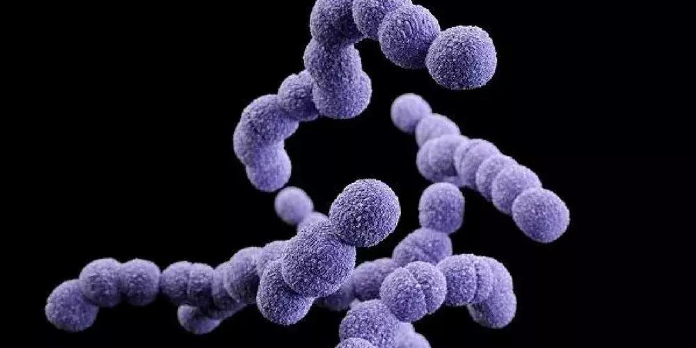 「吃胎盘」何以流行全球？丨Dr.Why