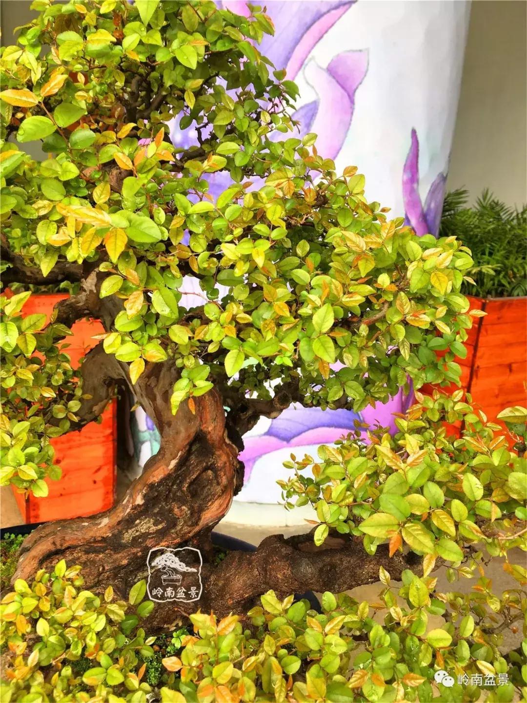 造型极美的盆景一起来欣赏,一组风吹出来的盆景欣赏动感十足