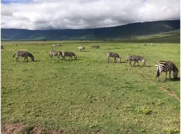 海哥带你游世界｜这周我们去非洲大草原看大西几！