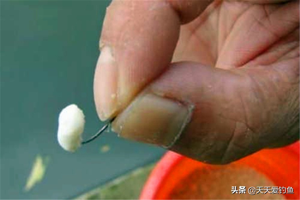 春钓大板鲫小药怎么搭配,春钓大板鲫用多大的子线