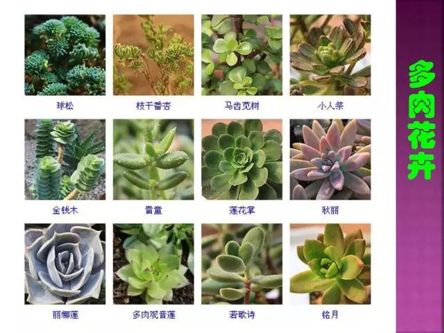 花卉大全500种观叶植物名称,1332种常见花卉植物图谱
