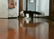 猫咪跟疯了似的满屋跑是怎么回事,猫咪晚上疯了一样乱跑还扑人