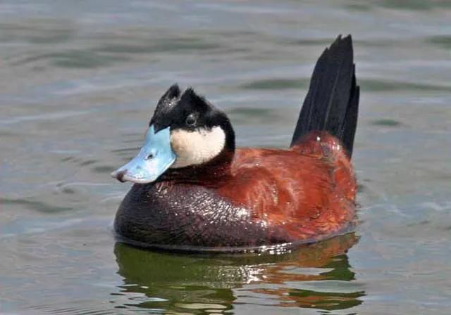 鲸鱼的翅有多大,你知道鲸鱼的体型还有哪些特点吗
