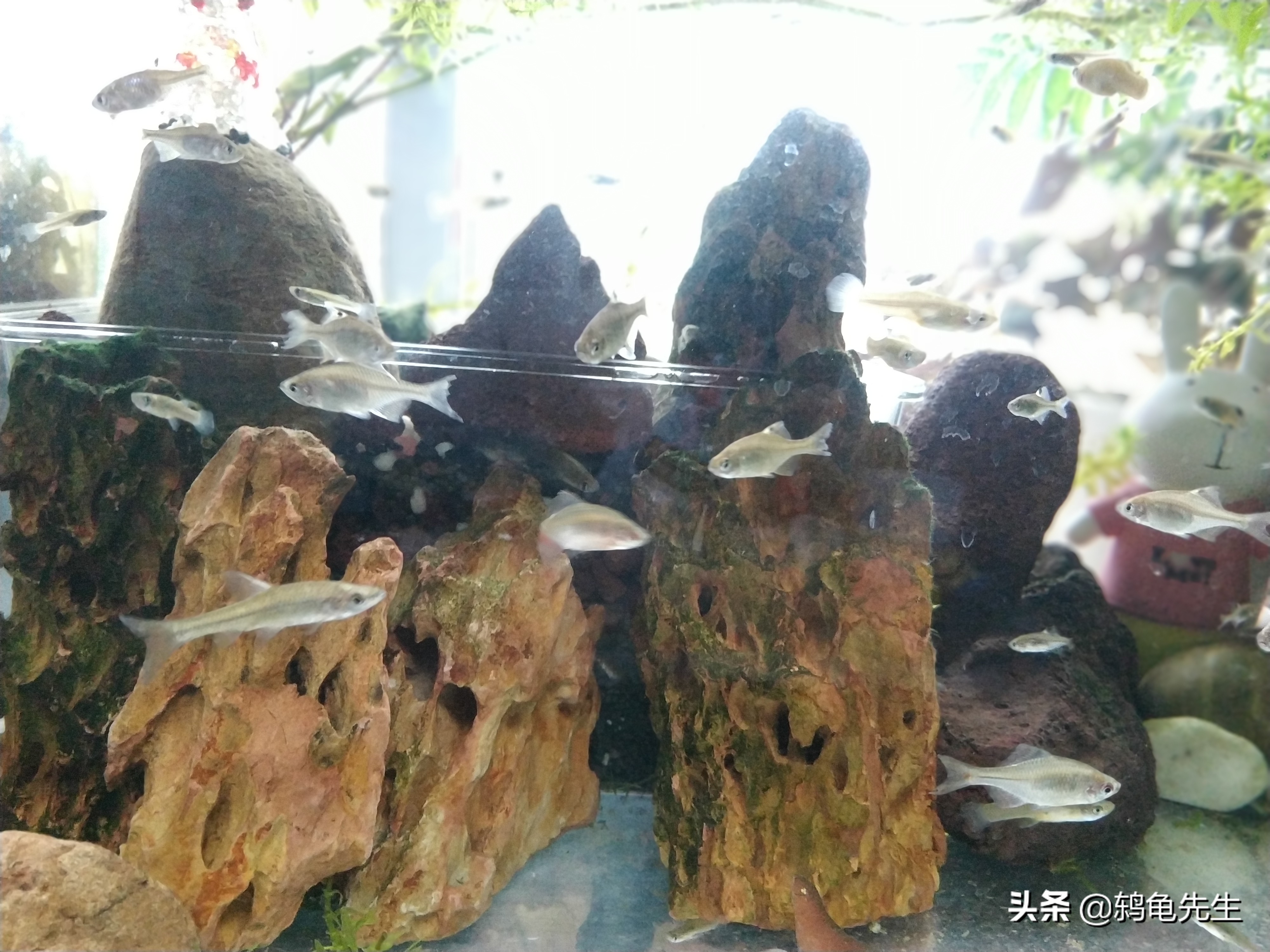 无过滤无打氧鱼缸开缸教程,无过滤无打氧怎么建立硝化系统