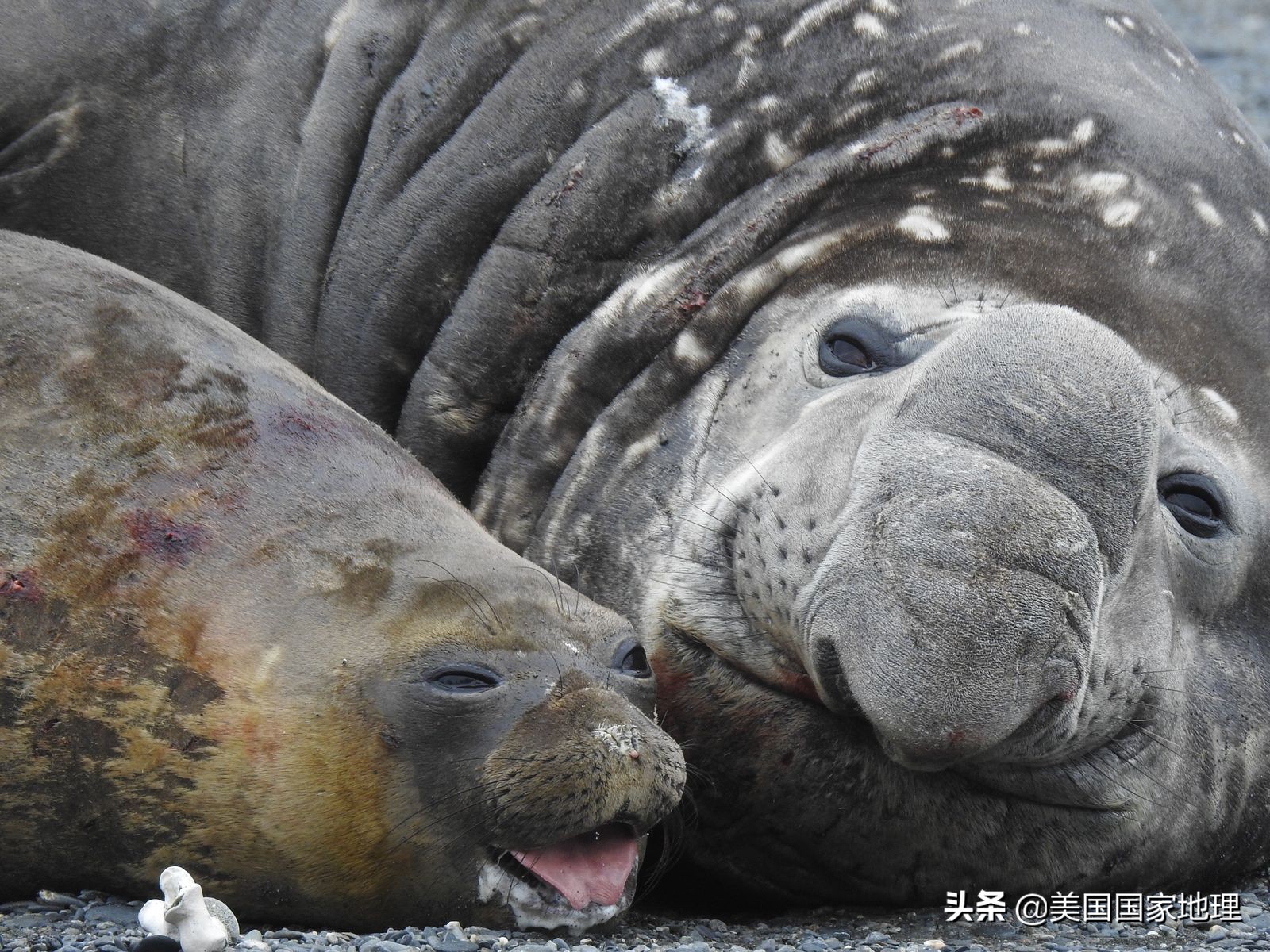 你见过的海豹都这么逗吗？！