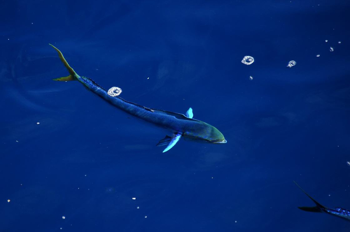 鲯鳅为什么被称为海洋中的变色龙,淡水鲯鳅