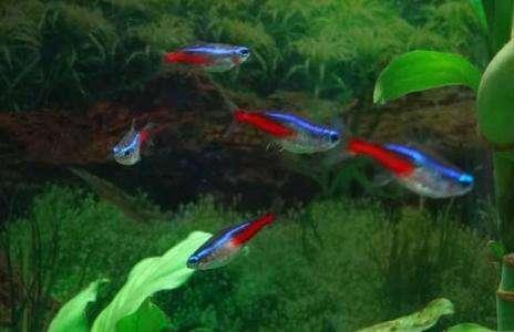 买回的观赏鱼有应激反应怎么办,新买的观赏鱼怎么预防生病