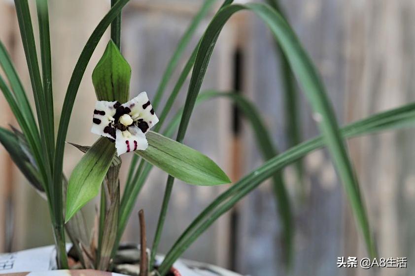 中国兰花名品录,春兰兰花名品大全