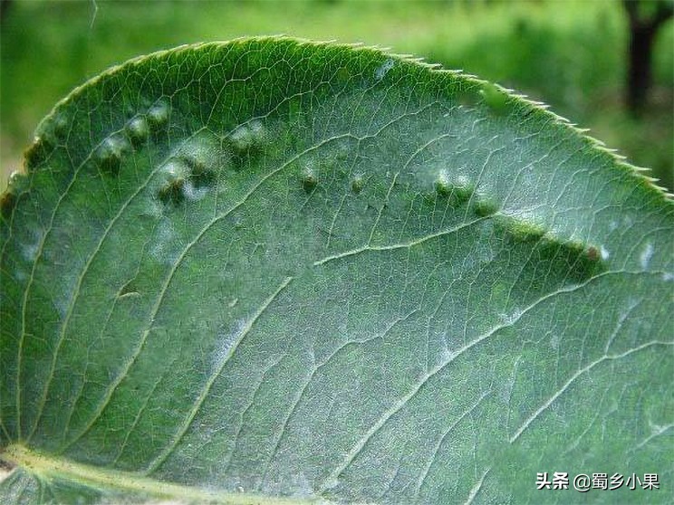 梨树叶片有黑斑是怎么回事,梨树早期落叶的原因和防治方法