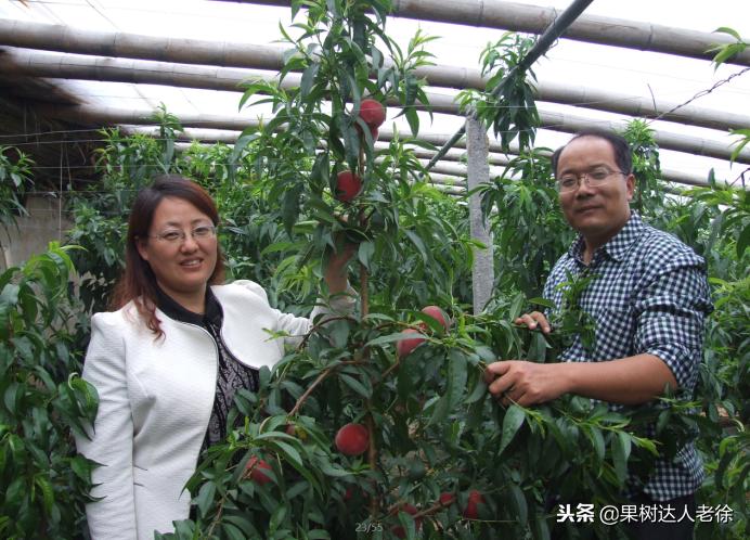 大棚桃怎么提高品质,种大棚桃子有前景吗