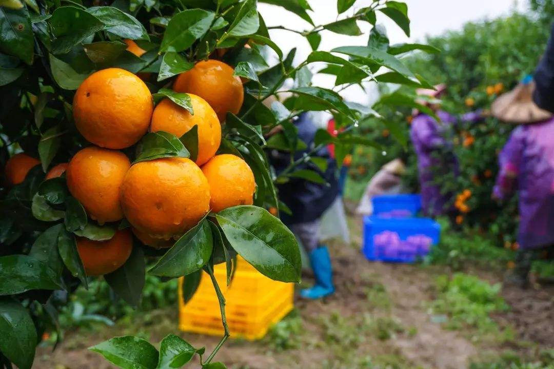 为什么今年沙糖桔价格低,果农卖砂糖橘行情