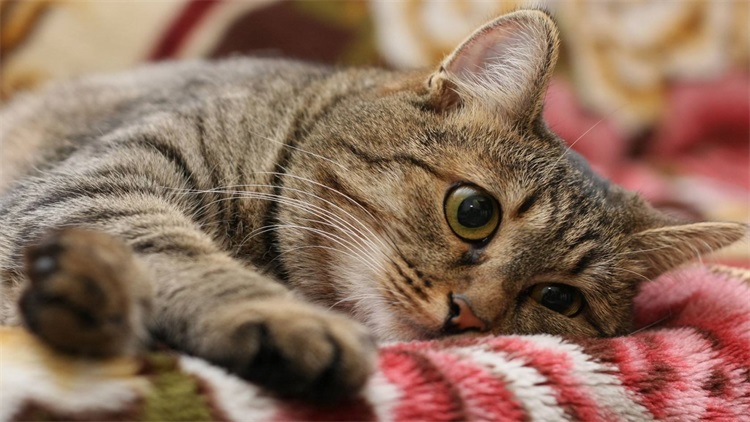 猫宅一生增肥营养膏,猫吃营养膏有什么用