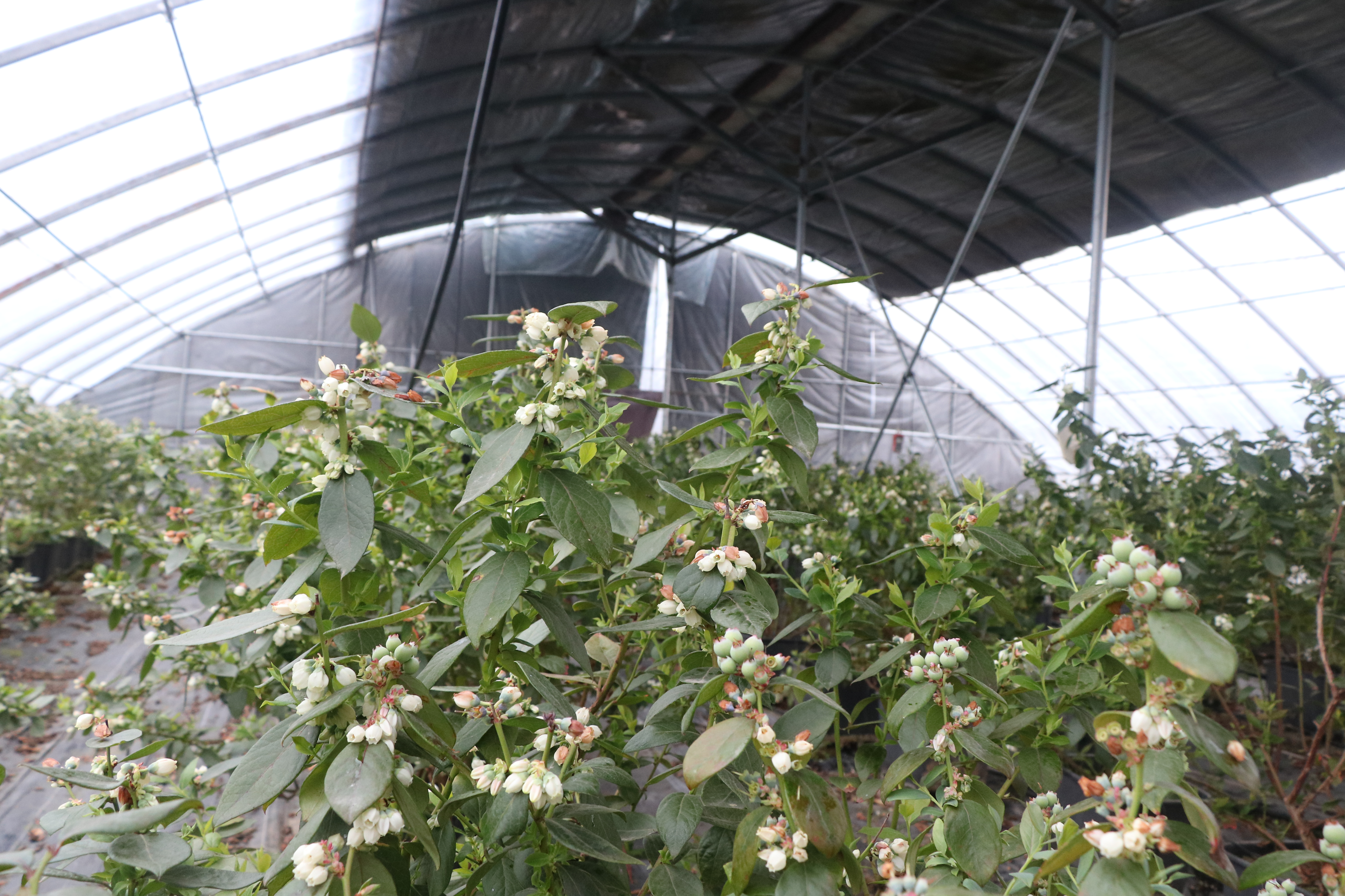 河南鲁山小香菇带动大产业,鲁山小蓝莓近况