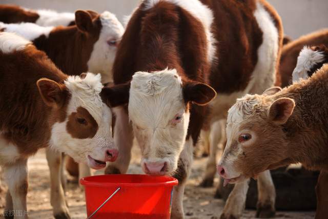 投资十万养牛羊哪个利润大,出售19头牛