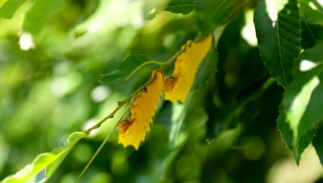 世界闻名的波斯地毯,波斯地毯是中国制造的吗