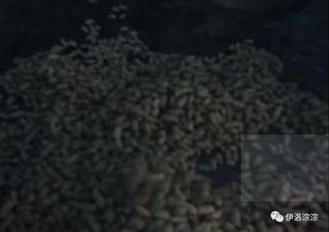 童年趣事逮蚂蚱,童年趣事捉蛐蛐