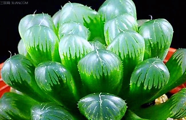 冰灯玉露多肉,冰灯玉露多肉植物