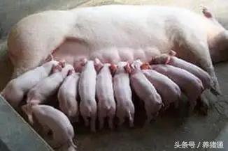 老兽医分析母猪奶水不足的原因，母猪没奶水原来可以这么办！