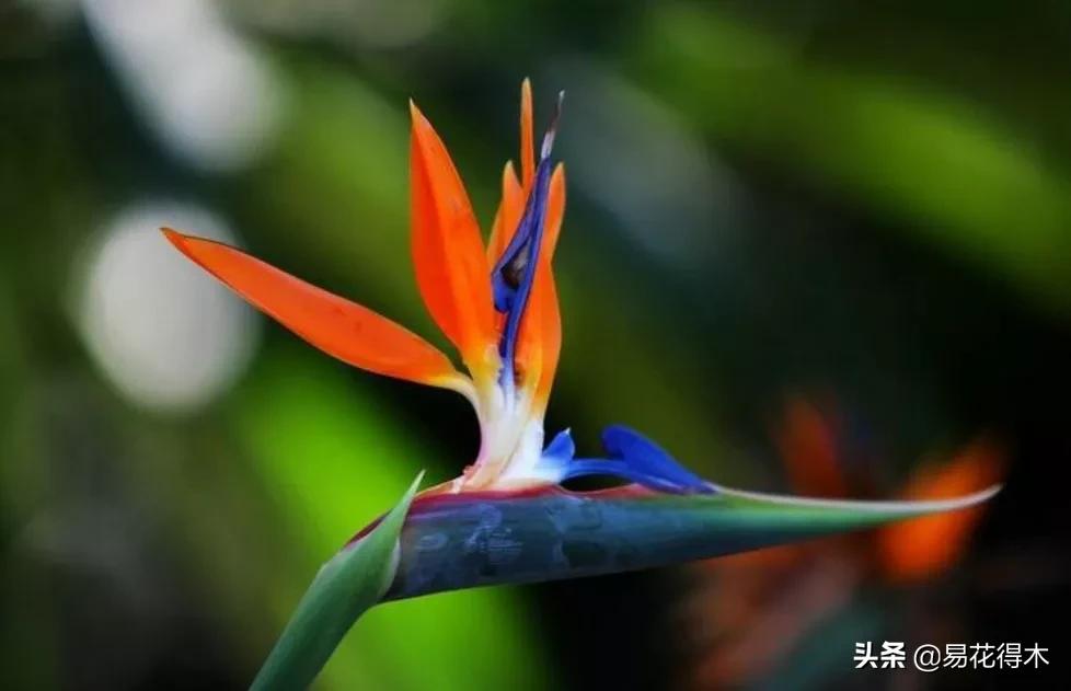 四季开花香味浓的观花植物,观叶型花卉有哪些花可以吃