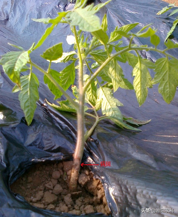 番茄种植为啥会出现株死情况,番茄移栽前后土传病害