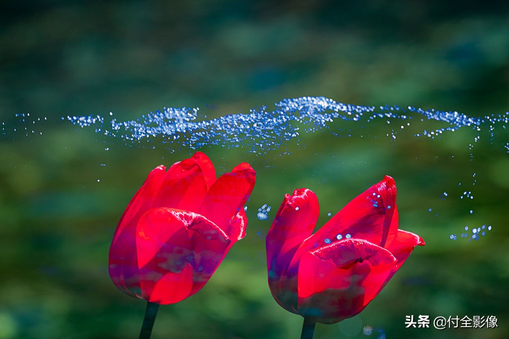 北京国际鲜花港有限公司,北京国际鲜花港一日游