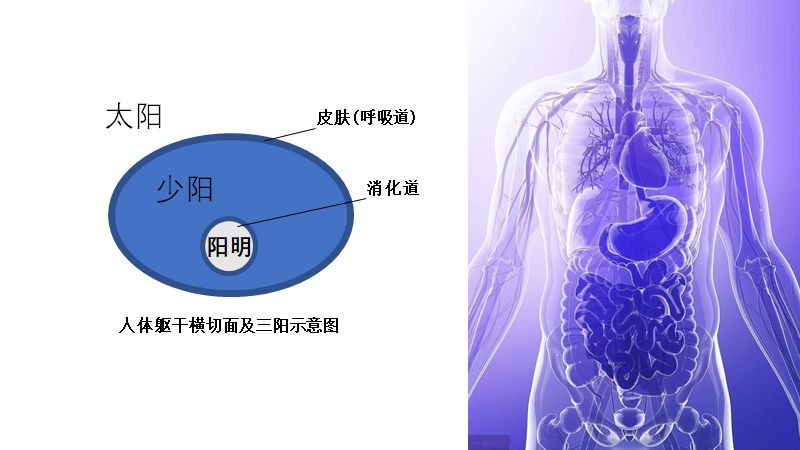 少阳头痛伤寒论,浅谈少阳病
