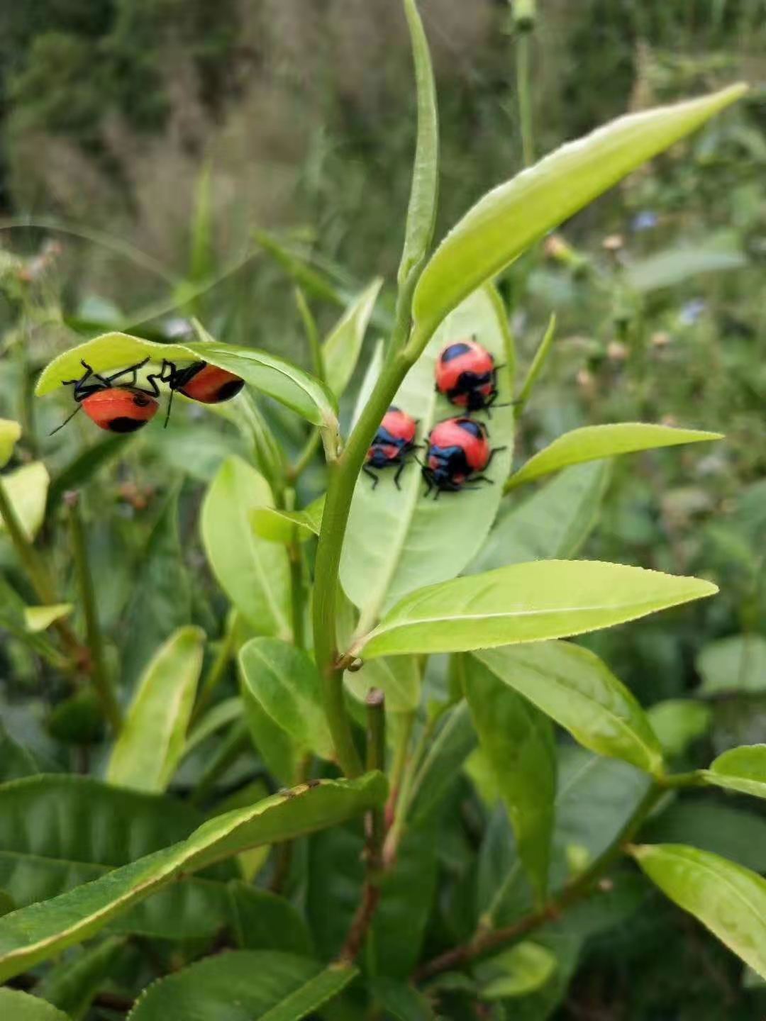 勐库古树茶勐库香韵,临沧勐库邦改茶