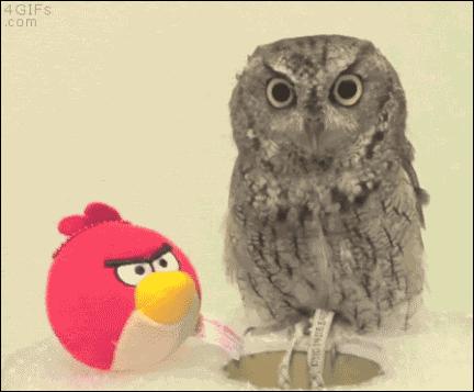 萌萌可爱猫头鹰宠物,宠物猫头鹰可爱合集