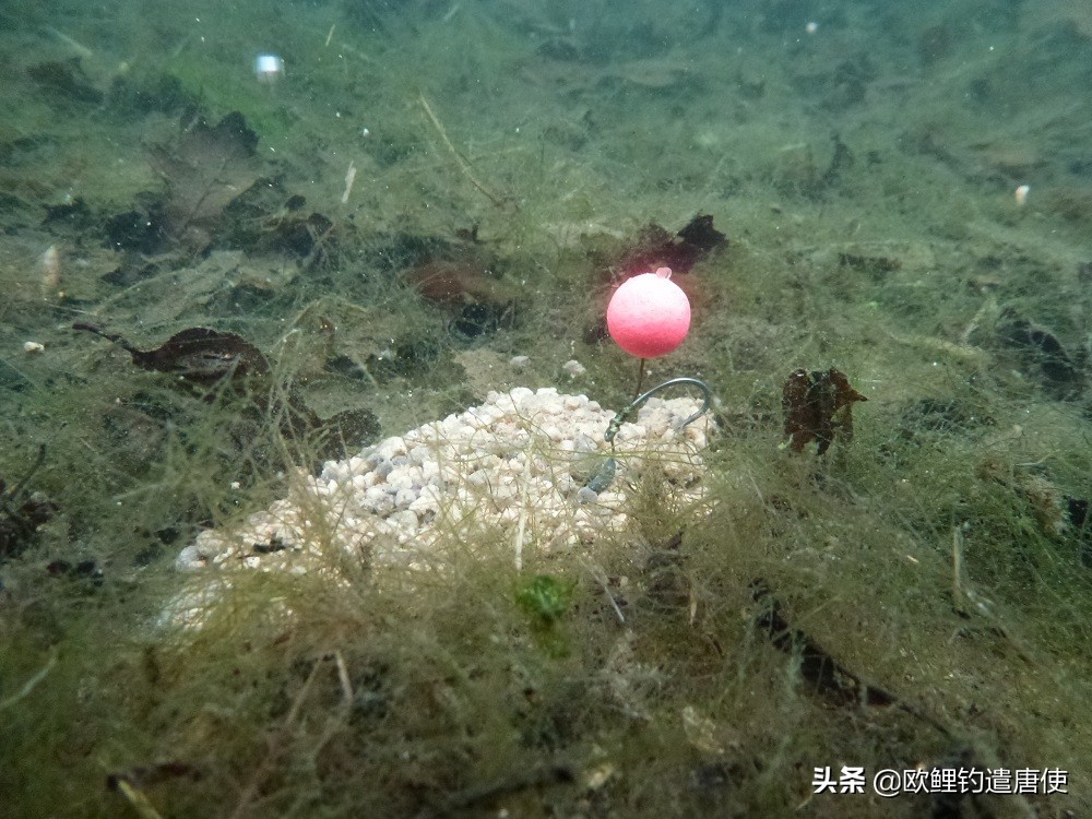 外国人钓鱼打窝技巧,老外用超大饵钓鱼