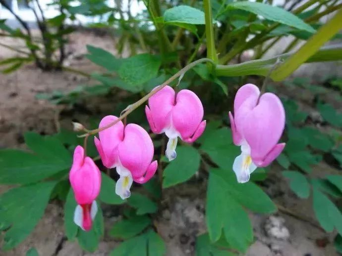 看到花的时候,不知是什么花?那就收下这份百花图谱