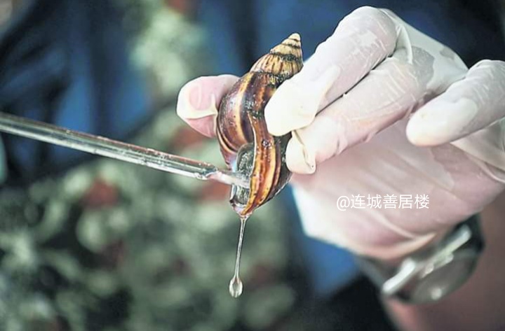 白玉蜗牛和非洲蜗牛营养价值,泰国蜗牛多少钱