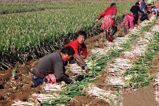 葱农年前囤的葱快烂了,如何是好?