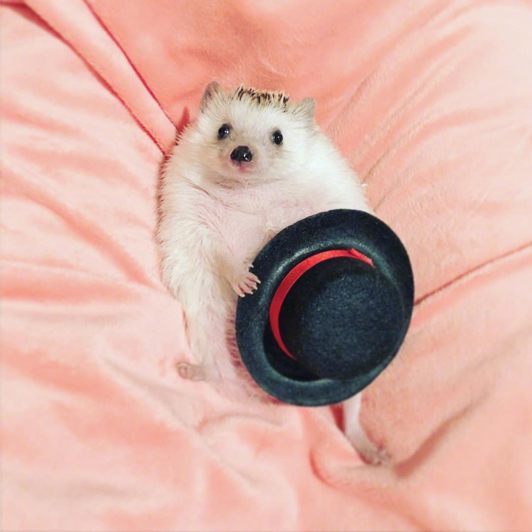 呆萌刺猬图片头像,刺猬可爱图片头像