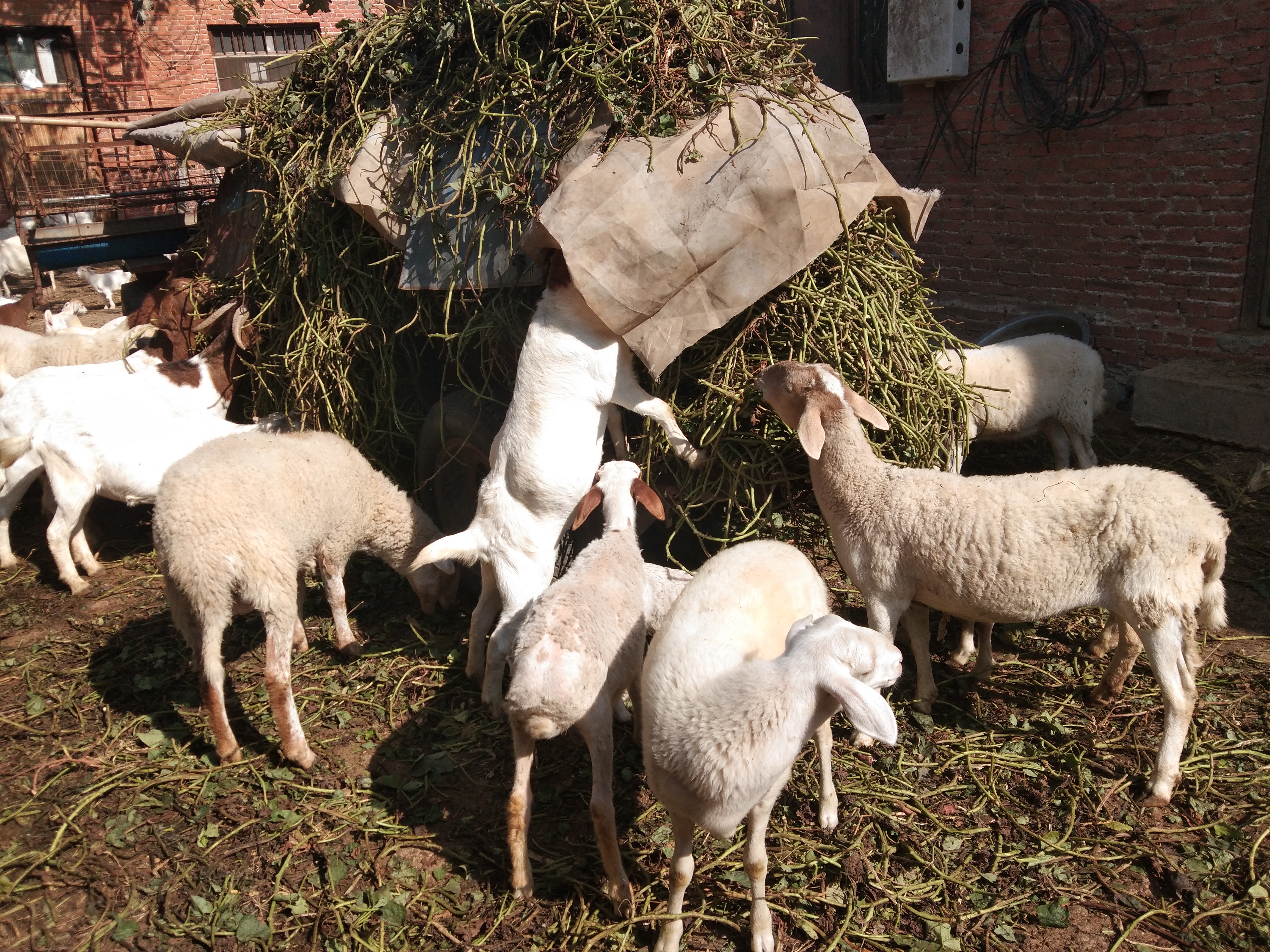 玉米怎么喂羊才合理,玉米喂羊配方视频