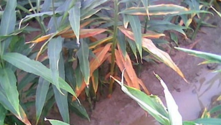 生姜防治姜瘟病的方法,生姜姜瘟病用什么农药防治特效