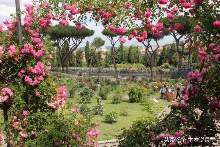 适合阳台养的月季品种推荐,盆栽月季哪些品种比较好养