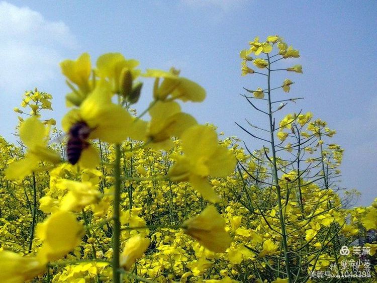 梦中的油菜花田,梦中的油菜花完整版